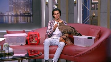 ذئب وصقر وثعبان عمرو الليثي يواجه أخطر الحيوانات: ماتقلقش خالص