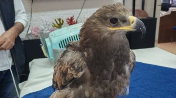 استجابة لـ صدى البلد.. البيئة تتحفظ على العقاب في دهب تمهيدا لإطلاقه استجابة لـ صدى البلد.. البيئة تتحفظ على العقاب في دهب تمهيدا لإطلاقه