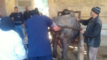 الزراعة: فحص وعلاج 3441 رأس ماشية بالمجان في المنوفية وبني سويف