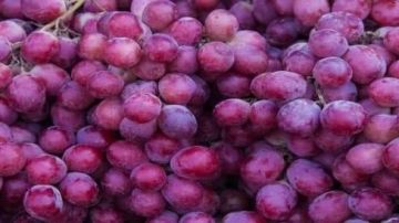 بالأرقام.. العنب المصري يحقق رقما قياسيا في الصادرات ويعزز ثقة الأسواق الدولية بالأرقام.. العنب المصري يحقق رقما قياسيا في الصادرات ويعزز ثقة الأسواق الدولية