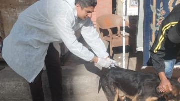 الطب البيطري ببورسعيد يتحرك عقب عقر الطفل أدم و التهام كلب ضال لجزء من ساعده