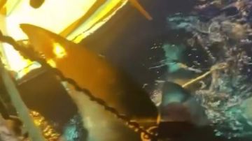 القبض على صيادين متورطين في صيد القرش الحوتي بعد تداول فيديوهات صادمة