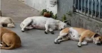 الطب البيطرى: التخلص الرحيم من الكلاب يطبق فى أضيق الحدود وفق معايير دولية الطب البيطرى: التخلص الرحيم من الكلاب يطبق فى أضيق الحدود وفق معايير دولية