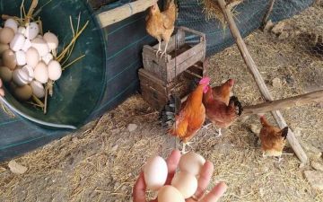 انخفاض أسعار الدواجن واللحوم في مصر مع بداية تعاملات اليوم الثلاثاء انخفاض أسعار الدواجن واللحوم في مصر مع بداية تعاملات اليوم الثلاثاء