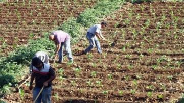  بحوث الصحراء يحقق إنتاجية مرتفعة لـ فول الصويا باستخدام التحميل الزراعي