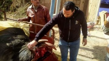 ضبط ذبيحـــ.ة محملة على تروسكل بالطريق العام في المنوفية صور