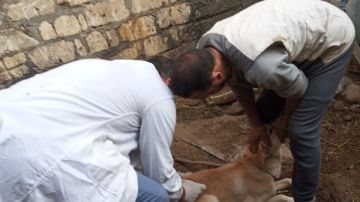 محافظ الدقهلية: جهود مكثفة لمديرية الطب البيطري لتحصين الكلاب الحرة ضد مرض السعار