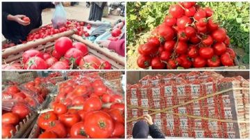 ارتفاع أسعار الطماطم.. نقيب الفلاحين يحذر المواطنين قبل رمضان فيديو