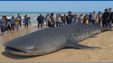 البيئة: صيد القرش الحوتي مخالفة جسيمة وعقوبتها جنائية فيديو