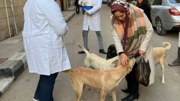 تحصين وتعقيم 5090 كلبا ضالا ضمن خطة منظمة للحد من الظاهرة بالجيزة