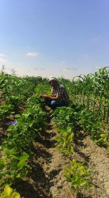 نجاح تنفيذ تجربة زراعة محصول فول الصويا بالوادي الجديد.. فيديو نجاح تنفيذ تجربة زراعة محصول فول الصويا بالوادي الجديد.. فيديو
