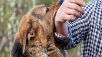 أرقام صادمة 1.4 مليون حالة عقر خلال 2025 كلفت الدولة 1.7 مليار جنيه علاج.. الصحة تكشف أرقام صادمة 1.4 مليون حالة عقر خلال 2025 كلفت الدولة 1.7 مليار جنيه علاج.. الصحة تكشف