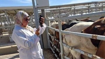 تحصين الماشية وقوافل إرشاد لمواجهة الحمى القلاعية بالوادي الجديد