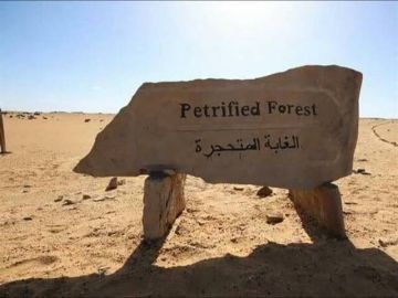 الحكومة المصرية توضح حقيقة ما أثير بشأن التعدي على محمية الغابة المتحجرة الحكومة المصرية توضح حقيقة ما أثير بشأن التعدي على محمية الغابة المتحجرة