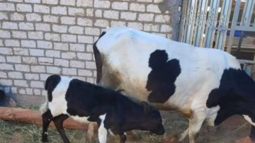 بيطرى الوادي الجديد: نجاح عملية تلقيح اصطناعي لأبقار بهدف تعزيز الثروة الحيوانية