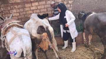 بيطري الغربية: تحصين 110 ألف رأس ماشية ضد الحمى القلاعية