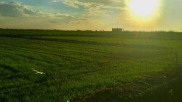 رئيس مدينة بورفؤاد: استمرار التوسع في زراعة المحاصيل الاستراتيجية الشتوية بسهل الطينة