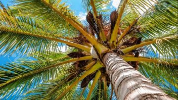 منها البرحي والمجدول..الزراعة: توفير أنسجة وشتلات النخيل التصديري