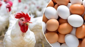 الكيلو بـ80 .. أسعار الفراخ البيضاء والبانيه اليوم