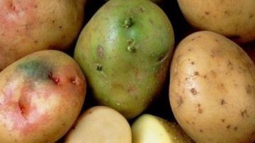 كارثة صامتة.. ماذا تفعل البطاطس الخضراء في الجسم؟