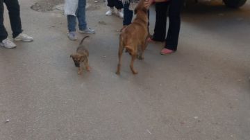 الزراعة: تحصين وتعقيم 5 آلاف كلب حر منذ بداية العام