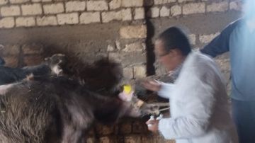 الدقهلية: تحصين 50 ألف رأس ماشية في الحملة القومية للتطعيم ضد الحمى القلاعية