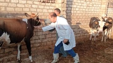 اليوم.. الزراعة تطلق حملة استثنائية لتحصين الثروة الحيوانية بالمحافظات