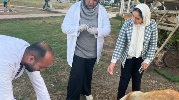 الزراعة: تحصين 1.7 مليون رأس ماشية ضد الحمى القلاعية وتعقيم كلاب الشوارع الزراعة: تحصين 1.7 مليون رأس ماشية ضد الحمى القلاعية وتعقيم كلاب الشوارع