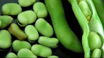 ماذا يحدث لجسمك عند تناول الفول الحيراتي ماذا يحدث لجسمك عند تناول الفول الحيراتي