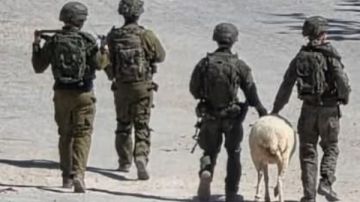 من غزة إلى سوريا.. جيش الاحتلال الإسرائيلي يسرق الماعز والحمير من غزة إلى سوريا.. جيش الاحتلال الإسرائيلي يسرق الماعز والحمير