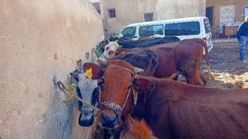  الزراعة تطلق 5 قوافل بيطرية مجانية ببني سويف وتفحص 1600 رأس ماشية لدعم صغار المربين