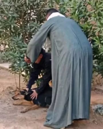 الطب البيطري بسوهاج ينفذ حملة لتحصين كلاب الشوارع ضد مرض السعار