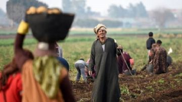 روشتة برلمانية لدعم البنية التحتية للقطاع الزراعي