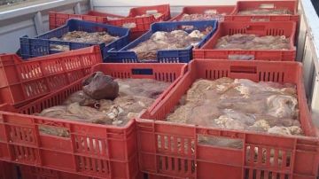 ضبط 250 كيلو أغذية غير صالحة للاستهلاك في حملة بالغربية