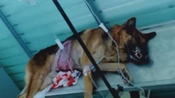 بنك دم لها .. حل إنساني لإنقاذ الكلاب في لحظات الخطر بنك دم لها .. حل إنساني لإنقاذ الكلاب في لحظات الخطر