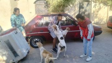 الغردقة تعلن الحرب البيطرية على الكلاب الضالة.. 15 كلبا في أولى حملات المدينة