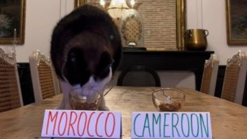 القط نيمبوس يتوقع تأهل المغرب والسنغال لـ نصف نهائي كأس أمم إفريقيا