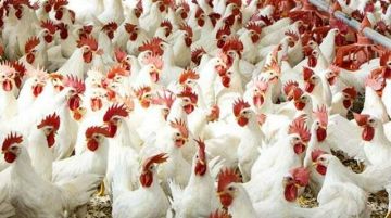 شعبة الدواجن بمصر: انخفاض الأسعار إلى 63 جنيها في المزرعة مع زيادة الإنتاج