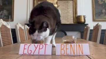 القط نيمبوس يتوقع فوز مصر على بنين في ثمن نهائي أمم أفريقيا