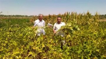 بحوث الصحراء ينفذ تجربة بحثية ناجحة لزراعة فول الصويا بالوادي الجديد