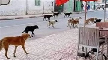 رئيس الخدمات البيطرية: نعتمد على التطعيم في مواجهة كلاب الشوارع.. الأعداد تزيد خلال موسم التزاوج