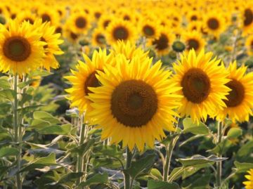 الزراعة التعاقدية.. نجاحات جديدة في زيادة إنتاج المحاصيل الزيتية وتقليل الفجوة الاستيرادية