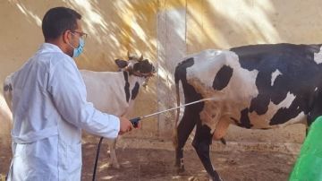 تحصين 238 ألفا و410 رؤوس ماشية ضمن الحملة القومية ضد الحمى القلاعية بالمنيا