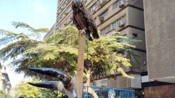 حيوانات برية محظورة .. صدمة في سوق ديانا بالأزبكية شاهد حيوانات برية محظورة .. صدمة في سوق ديانا بالأزبكية شاهد