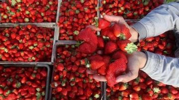 طفرة غير مسبوقة.. 62133 طنا إجمالي صادرات مصر من الفراولة الطازجة