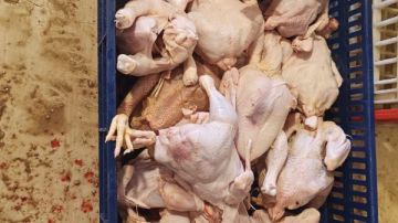 محافظة الجيزة تضبط 75 طن مصنعات لحوم ودواجن فاسدة محافظة الجيزة تضبط 75 طن مصنعات لحوم ودواجن فاسدة