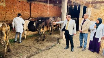 الدقهلية: تحصين 110 آلاف رأس ماشية في الحملة القومية ضد الحمى القلاعية والوادي المتصدع