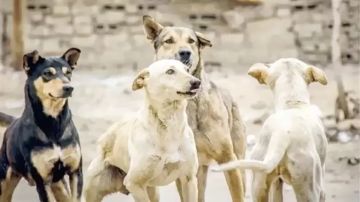 الرفق بالحيوان : إنشاء مراكز إيواء في كل محافظة الحل لأزمة الكلاب الضالة الرفق بالحيوان : إنشاء مراكز إيواء في كل محافظة الحل لأزمة الكلاب الضالة