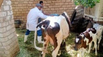 تحصين 25 ألف رأس ماشية ضد الحمى القلاعية والوادي المتصدع بالغربية تحصين 25 ألف رأس ماشية ضد الحمى القلاعية والوادي المتصدع بالغربية