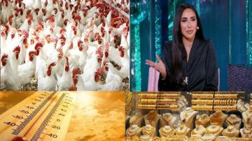 تراجع أسعار الدواجن .. ومفاجأة بشأن الذهب والدولار والطقس .. آية سماحة: عادي جوزي يقبلني قدام الناس.. أخبار التوك شو